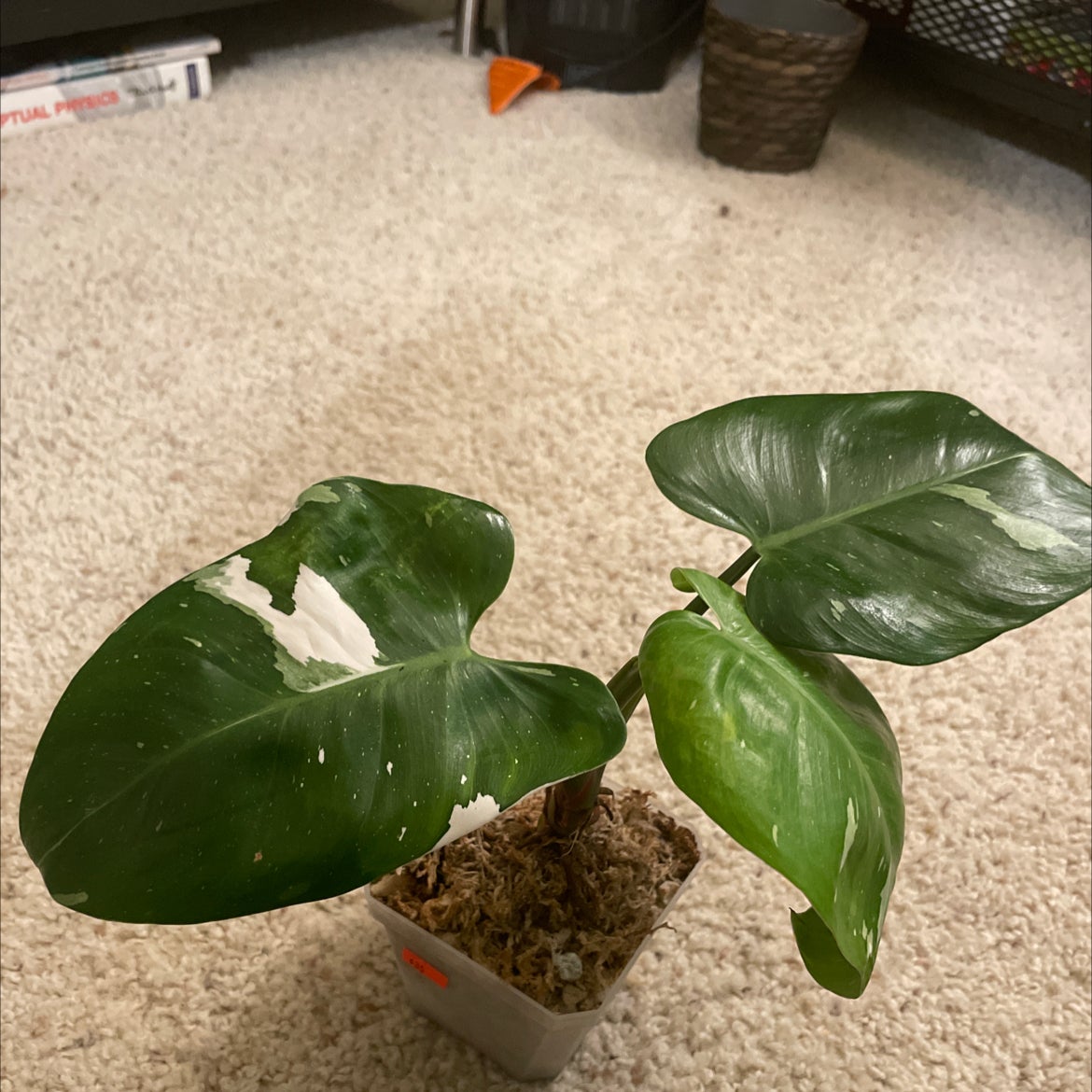 Why Are My White Knight Philodendron Leaves Curling?