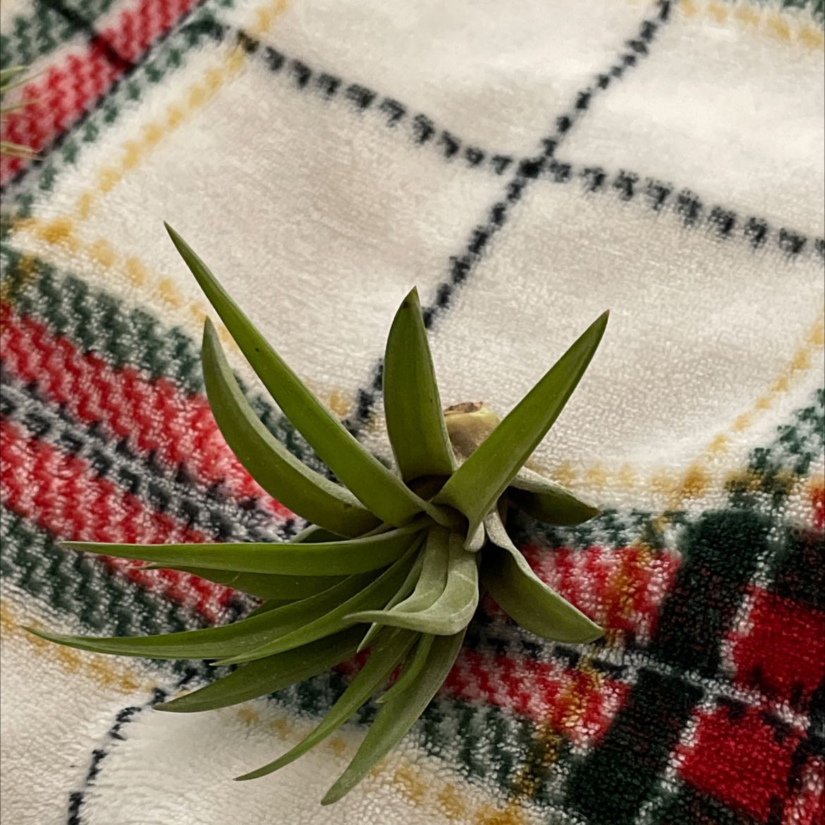 Tillandsia Xerographica plant on a patterned fabric, appearing healthy.