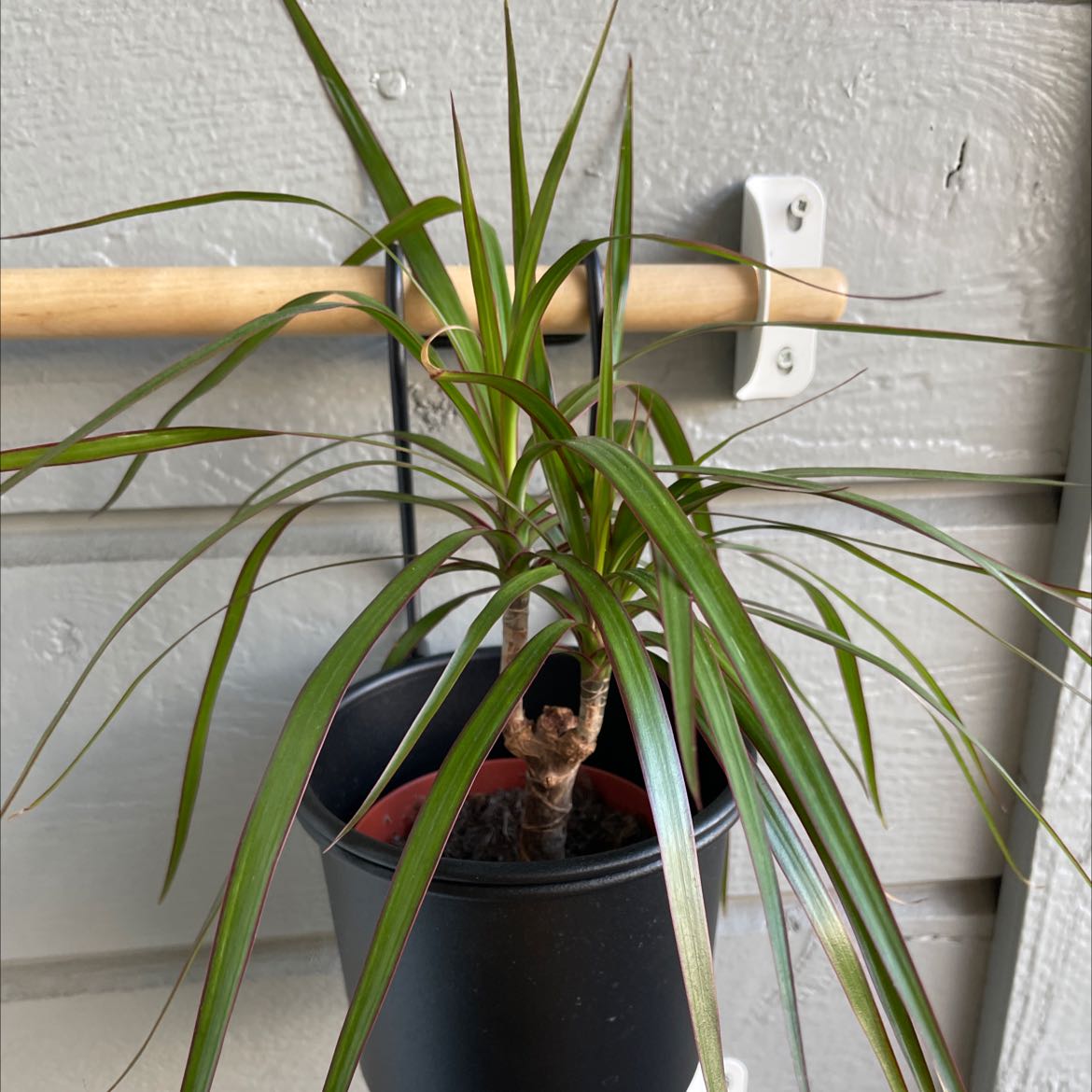 Madagascar Dragon Tree (Dracaena marginata) in a black pot with healthy green leaves.