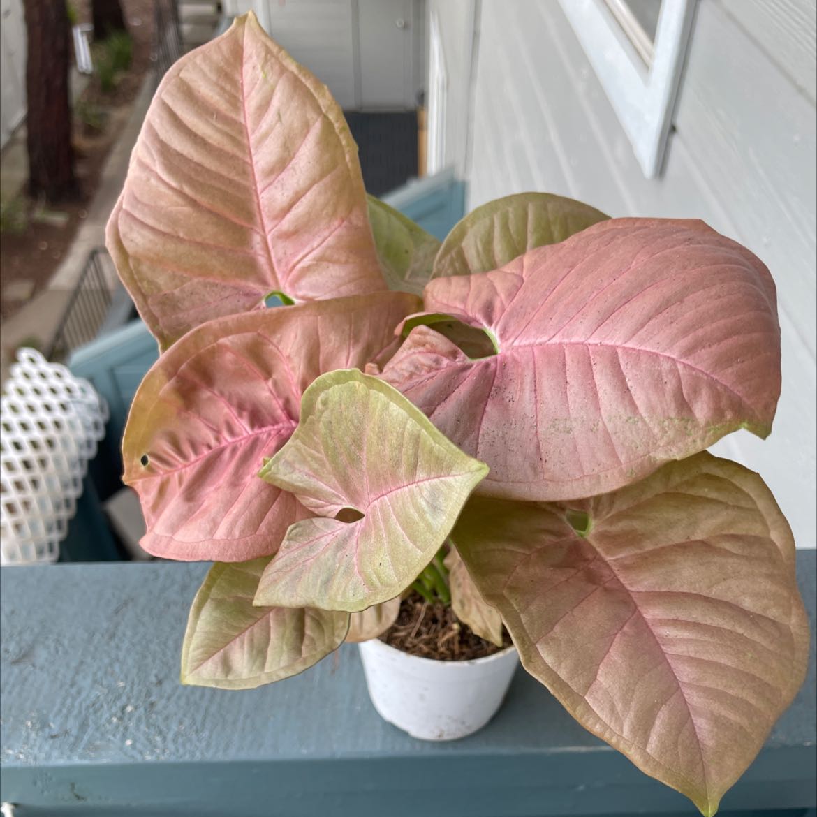 Pink Arrowhead Vine plant in a small white pot with pink and green leaves.