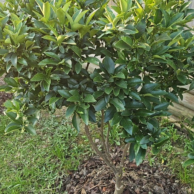 Photo of the plant species Meiwa Kumquat Tree by @CuteHardybamboo named Treeyoncé on Greg, the plant care app