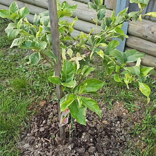 Photo of the plant species Osteospermum 'Erato Lemon Pink' by @CuteHardybamboo named Sahara on Greg, the plant care app