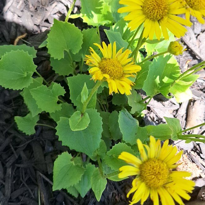 Photo of the plant species Wild Sunflower by @ComfortingPhlox named Beckham on Greg, the plant care app
