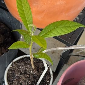 Photo of the plant species mamey sapote by @AestheticIvy named Achilles on Greg, the plant care app
