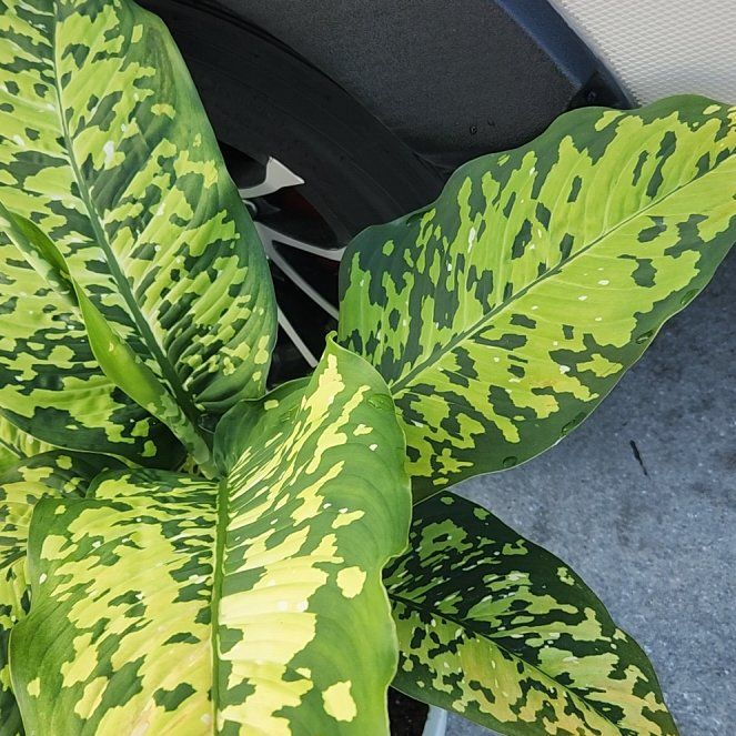 Photo of the plant species Dieffenbachia 'Cheetah' by @SocialCornplant named Chester on Greg, the plant care app