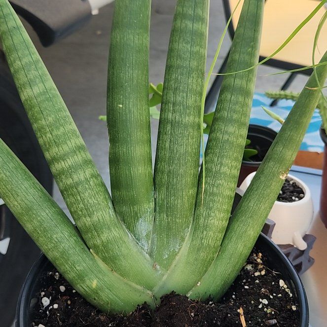 Photo of the plant species Sansevieria 'Starfish' by @SocialCornplant named Queen on Greg, the plant care app