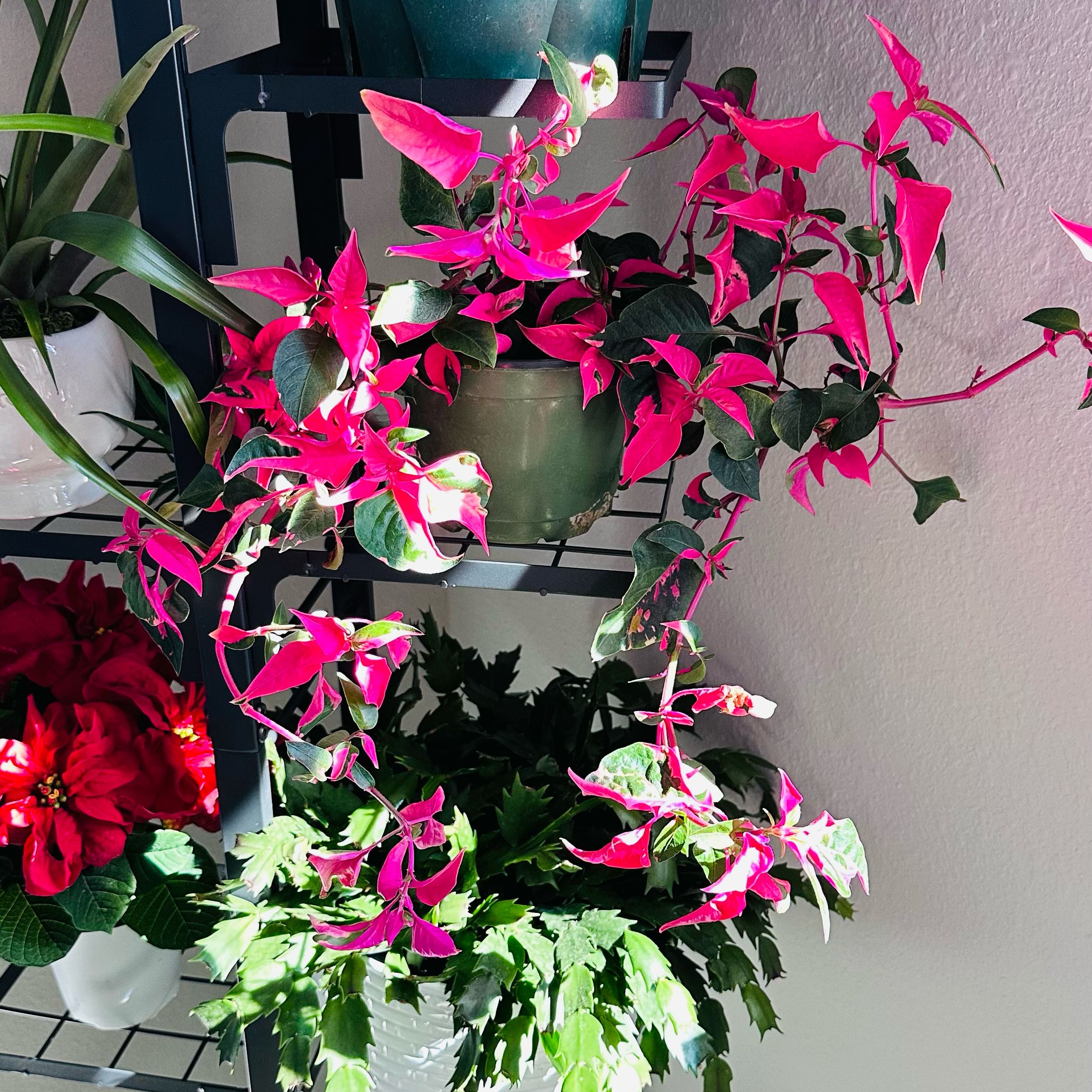 Photo of the plant species Party Time by @HappyCaperbush named Pink Party Time Plant on Greg, the plant care app