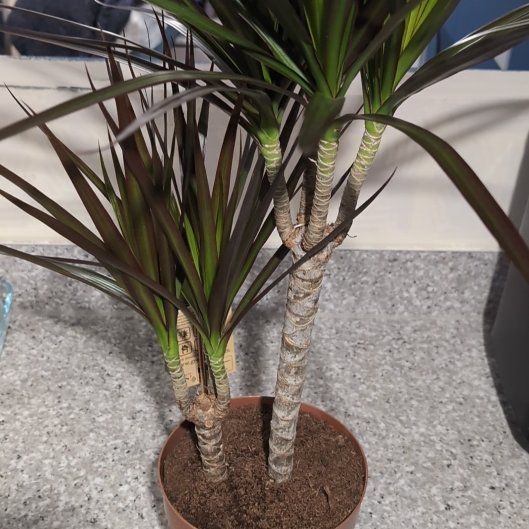 Photo of the plant species Dragon Tree by @SirRye82 named Gates on Greg, the plant care app