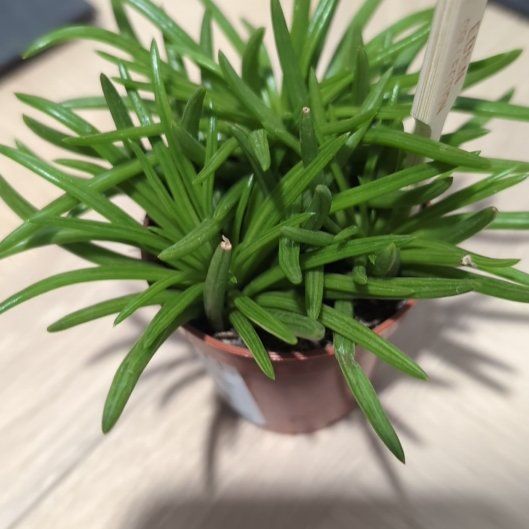 Photo of the plant species Senecio Himalaya by @SirRye82 named Mochi on Greg, the plant care app