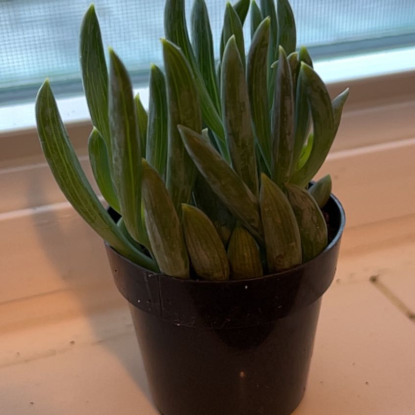 Photo of the plant species Blue Chalksticks by @UberRhapsispalm named Kesha on Greg, the plant care app