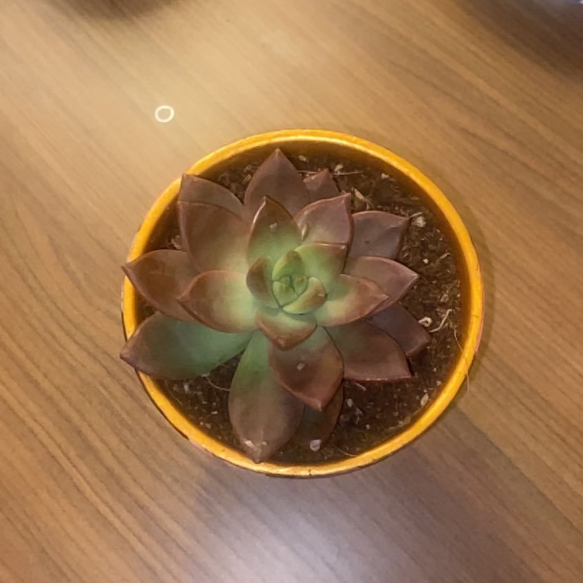Photo of the plant species Graptosedum 'Miul' by @DeanBlackbulgar named Michelle Branch on Greg, the plant care app