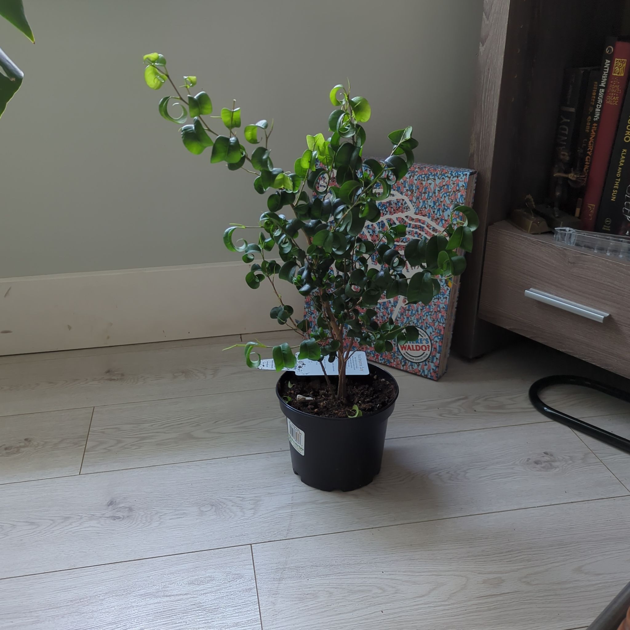 Photo of the plant species Ficus Beniamina by @KeyTejocote54 named Phina on Greg, the plant care app