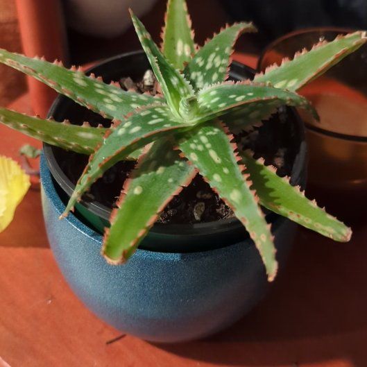 Photo of the plant species Aloe 'Piranha' by @KeyTejocote54 named Denji on Greg, the plant care app