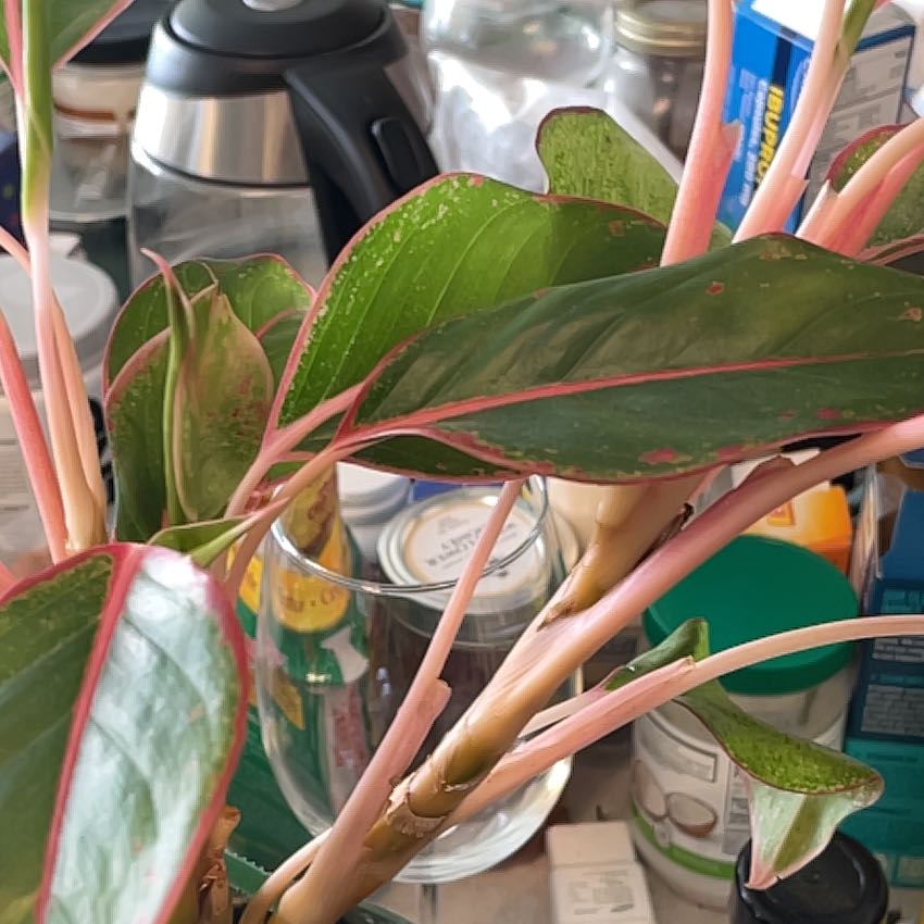 Photo of the plant species Firecracker Chinese Evergreen by @SocialSnowberry named Evie on Greg, the plant care app