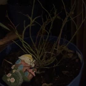 Photo of the plant species Blueberry Bush by @ahbro2010 named Sigmund on Greg, the plant care app