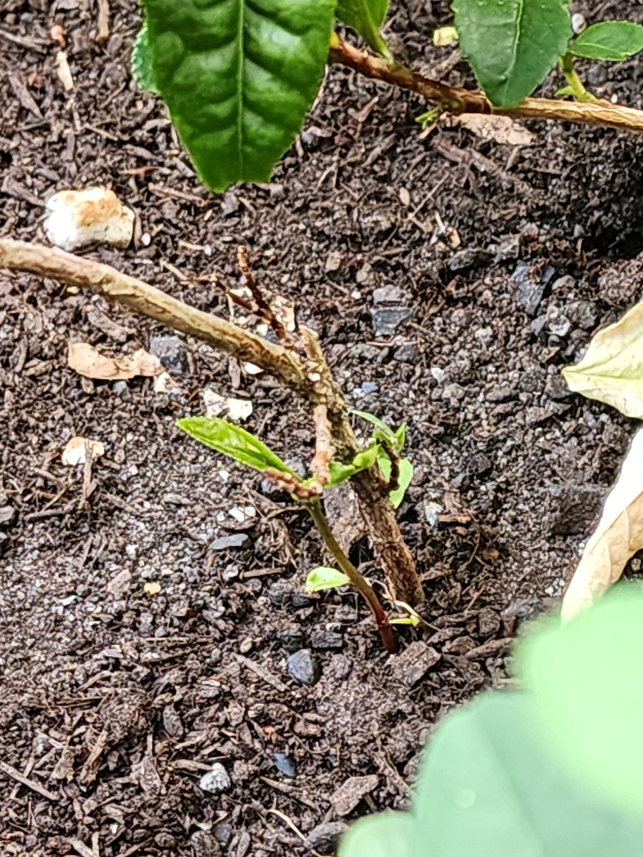 Photo of the plant species Tea Plant by @NaturalDracopis named Terra on Greg, the plant care app