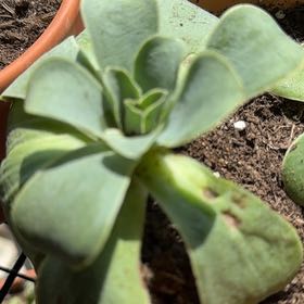 Photo of the plant species 'Pink Mountain Rose' by @PrincessPeony76 named Daphne on Greg, the plant care app