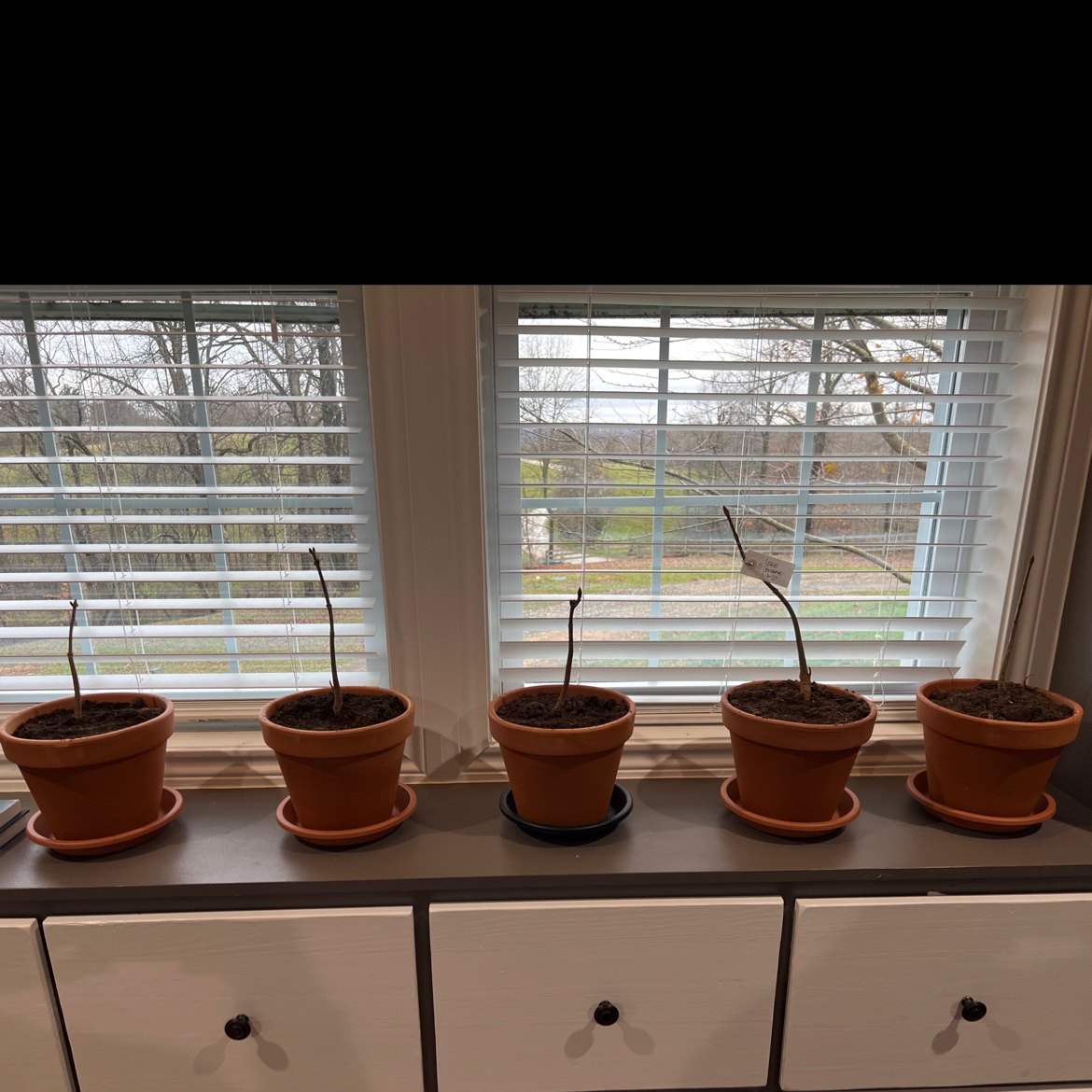 Photo of the plant species Ohio Buckeye by @ClassyClubmoss named Leaf Erickson on Greg, the plant care app