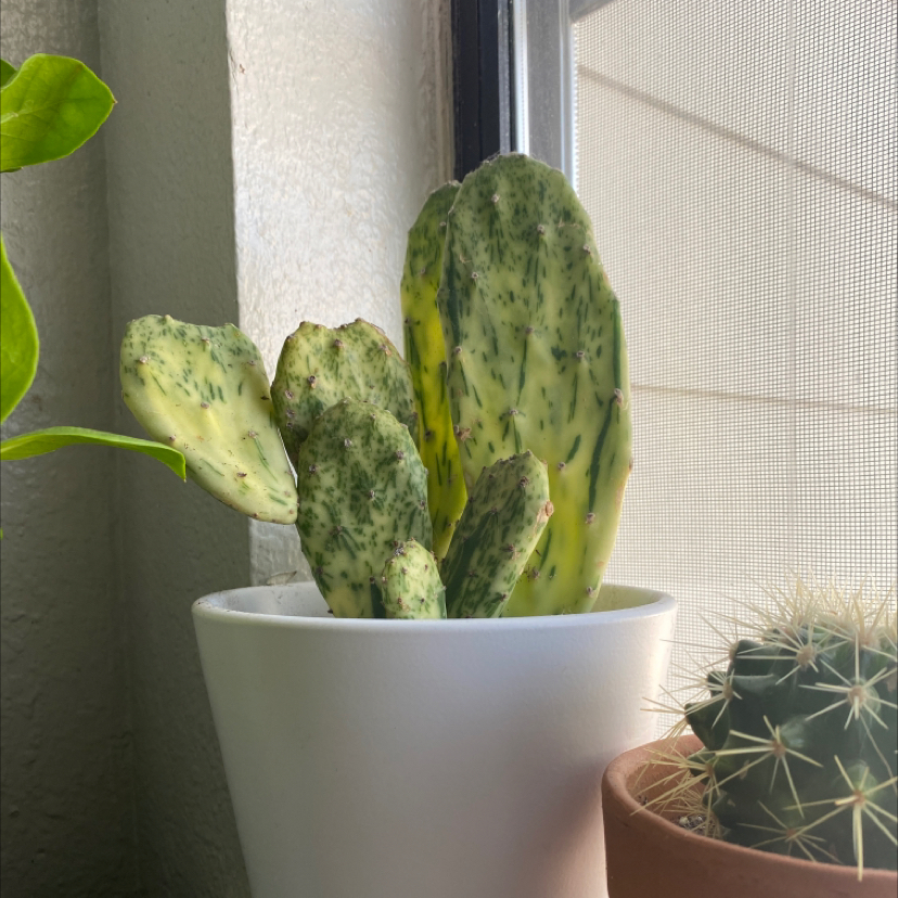 Photo of the plant species Barbary Fig by @elleinadpaige named Atticus on Greg, the plant care app