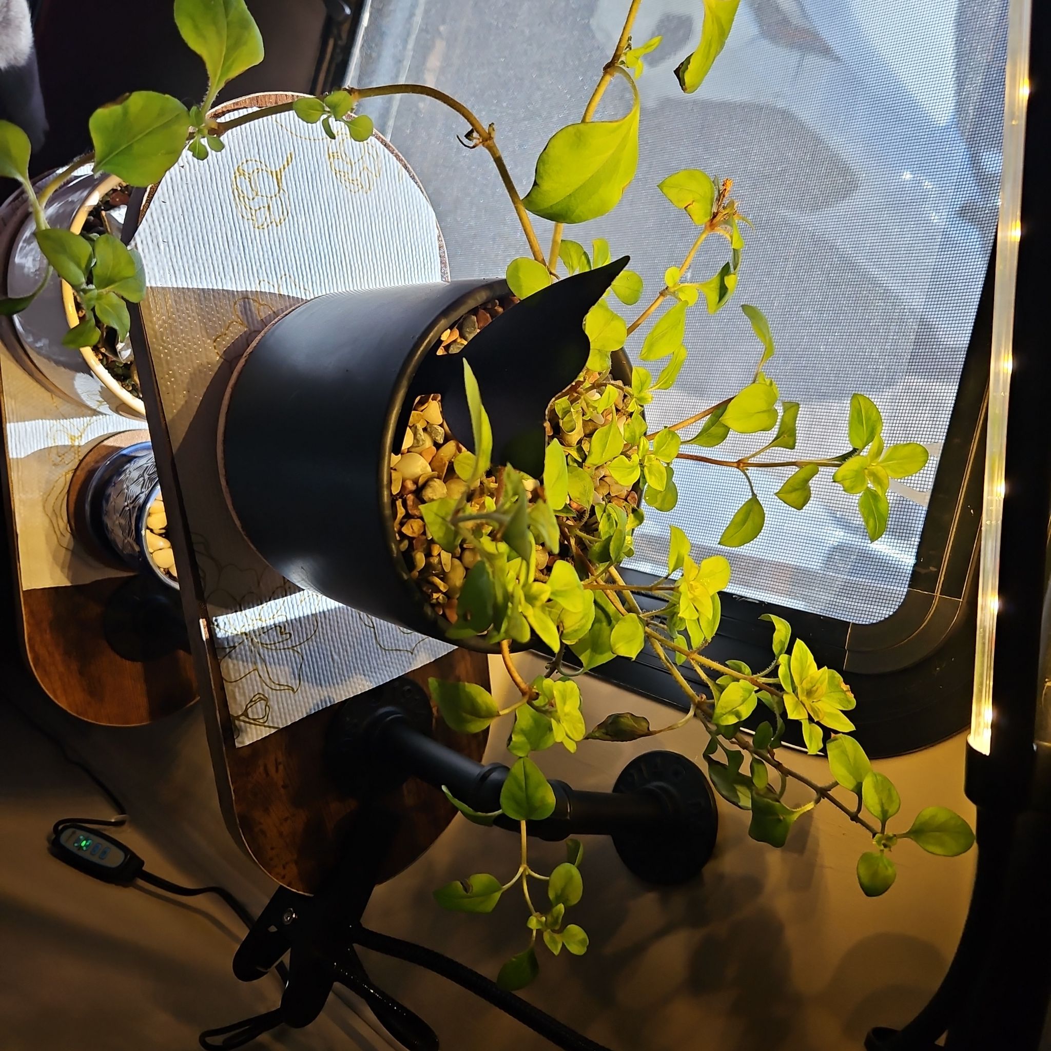 Photo of the plant species Creeping Jenny Midnight Sun by @AuspiciousMahoe named Fernie Mercury on Greg, the plant care app