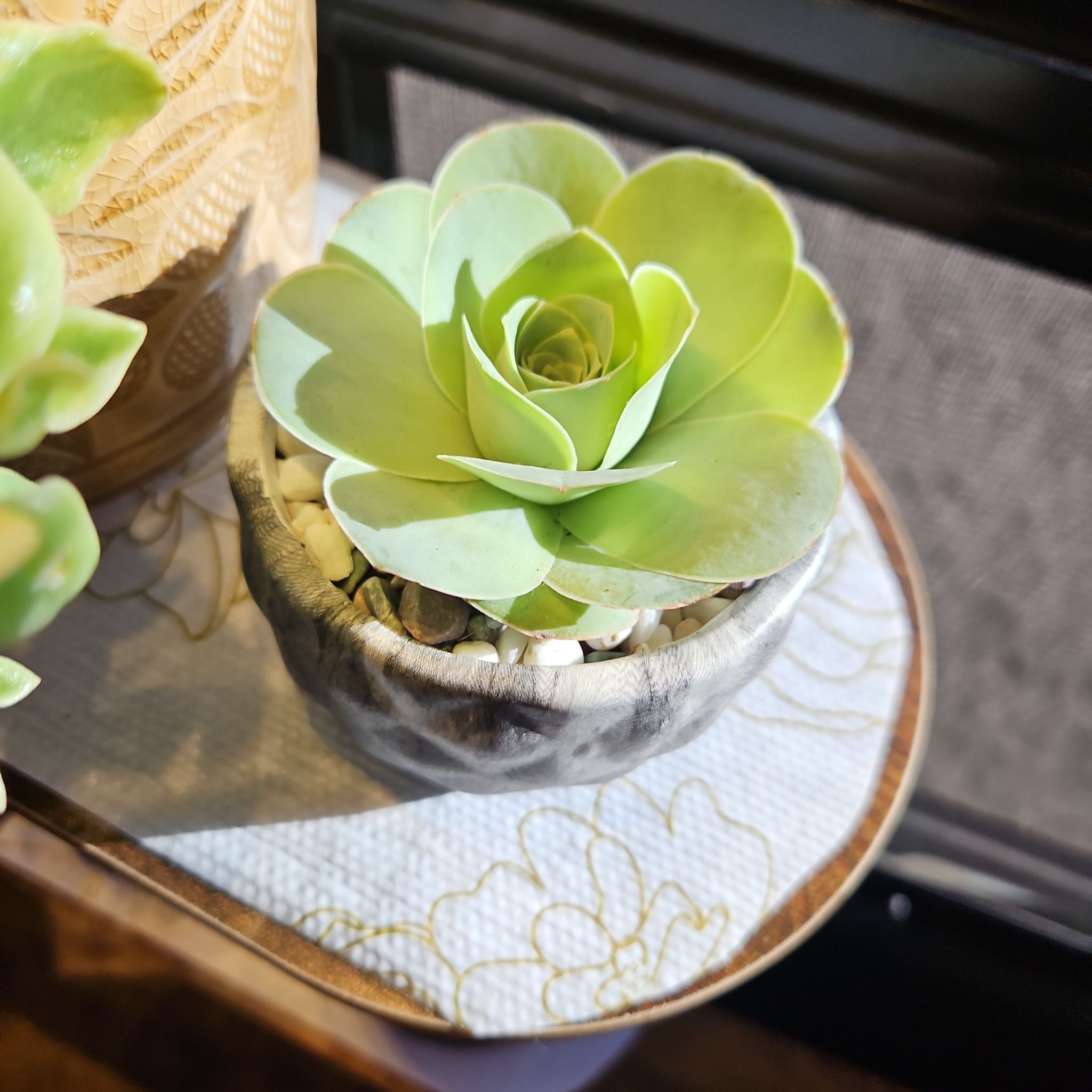 Photo of the plant species Rose Succulent by @AuspiciousMahoe named Khaleesi on Greg, the plant care app