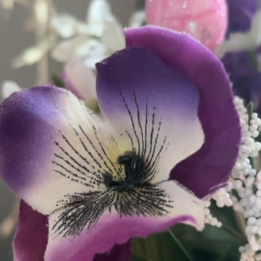 Photo of the plant species Devil's Claw by @VipRiosambarose named Coco on Greg, the plant care app