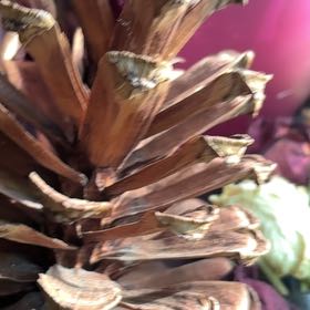 Photo of the plant species Narrowleaf Protea by @VipRiosambarose named Khaleesi on Greg, the plant care app