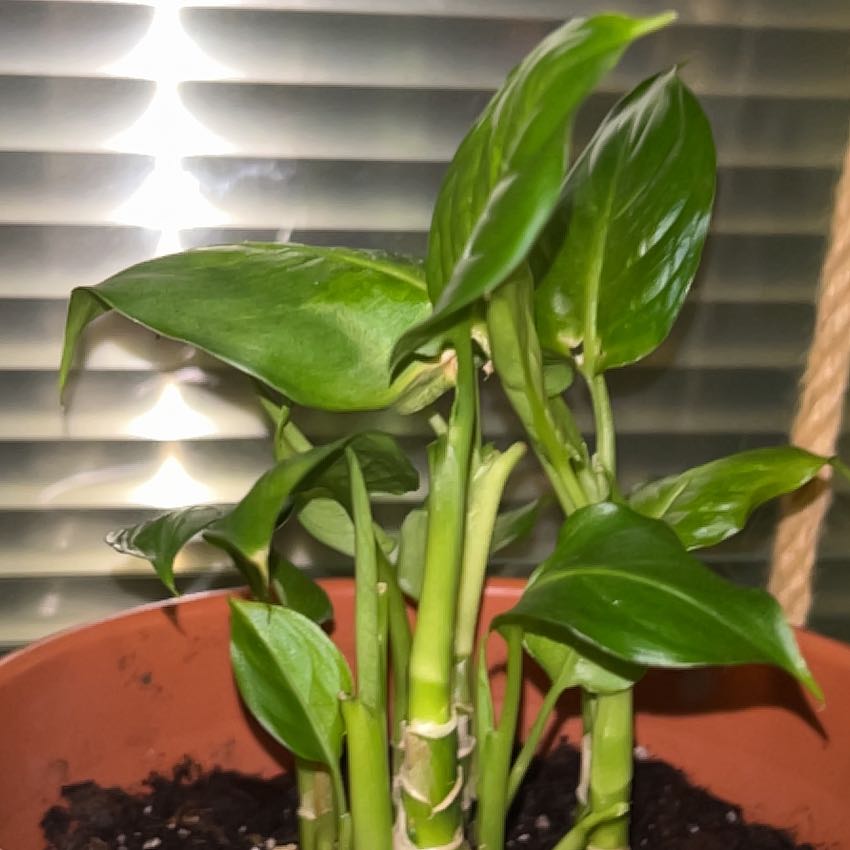 Photo of the plant species dumb canes by @katiebedz named Delilah on Greg, the plant care app