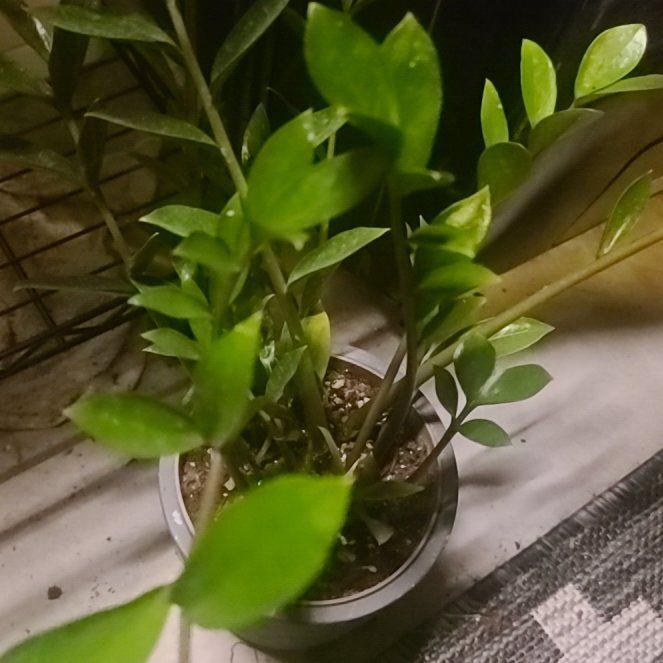 Photo of the plant species Epipremnum 'N-Joy' by @YummyBreadnut named Clooney on Greg, the plant care app