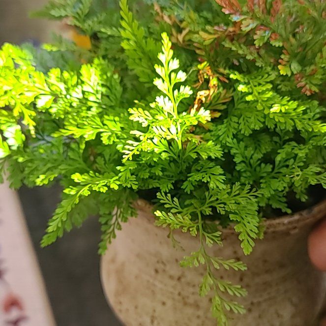 Photo of the plant species Squirrel's Foot Fern by @YummyBreadnut named Lebron on Greg, the plant care app