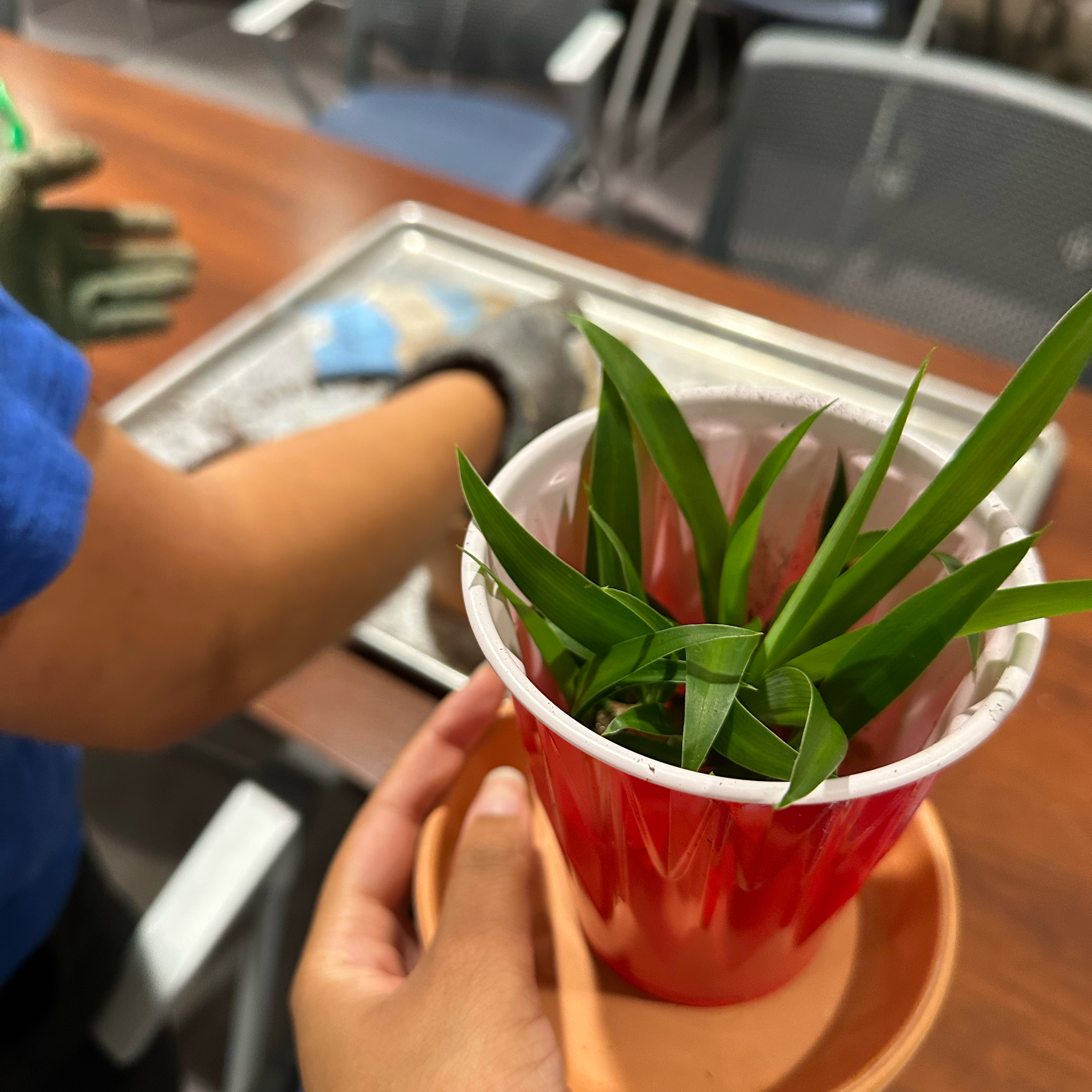 Photo of the plant species Solid Green Spider Plant by @YoungDeveloper named Grass on Greg, the plant care app