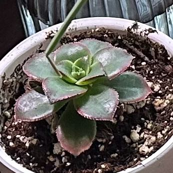 Photo of the plant species Echeveria by @YoungDeveloper named Rose on Greg, the plant care app