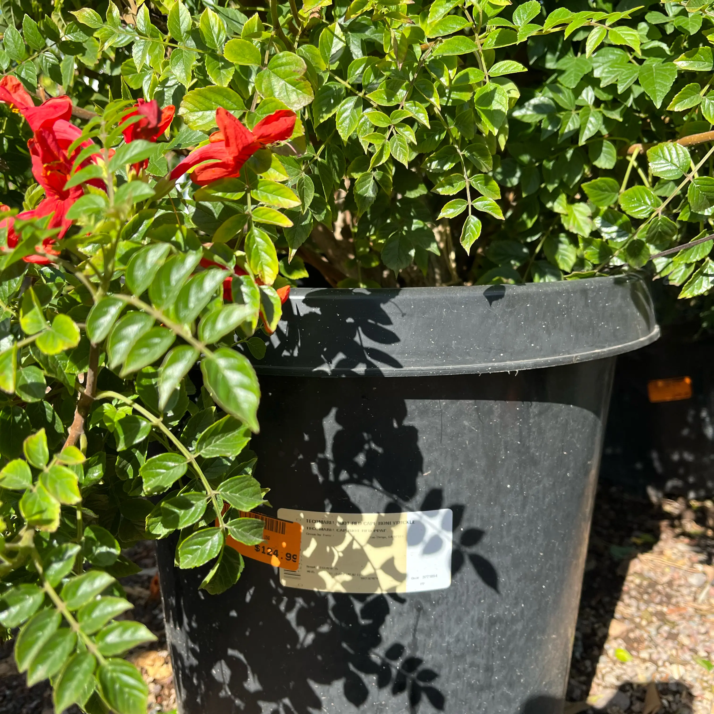 Photo of the plant species Cape Honeysuckle 'Aurea' by @KeyRedbeech20 named Terra on Greg, the plant care app
