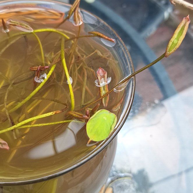 Photo of the plant species Fringed Water Lily by @NiceJeweledaloe named Gomez on Greg, the plant care app