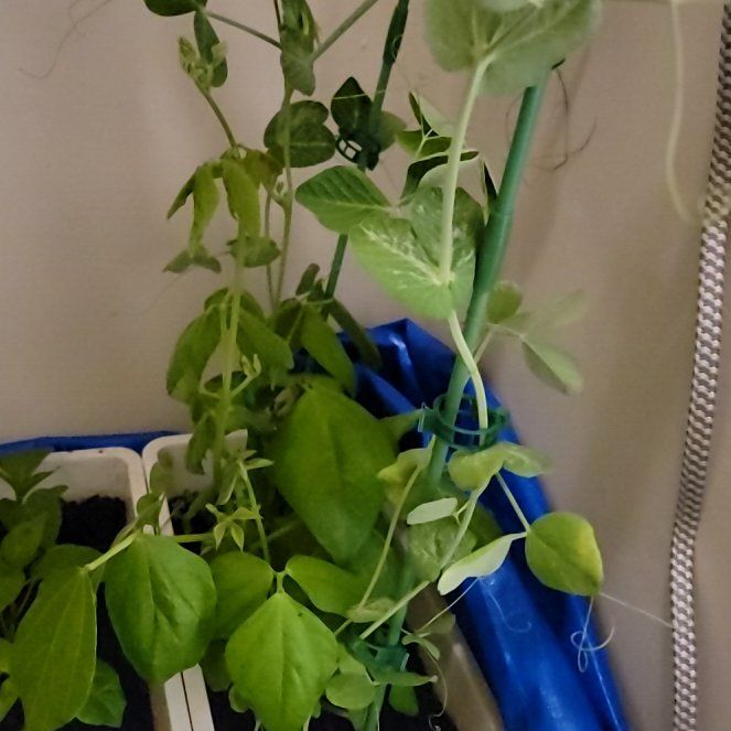 Photo of the plant species Pea by @SleekMothorchid named Pea on Greg, the plant care app