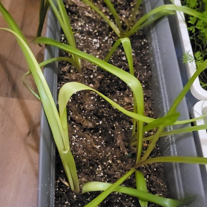 Photo of the plant species Dense-flowered Tuberose by @SleekMothorchid named Keanu Leaves on Greg, the plant care app