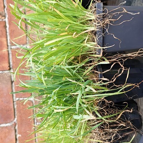 Photo of the plant species Orchard Grass by @CivilBluecereus named Cat grass on Greg, the plant care app