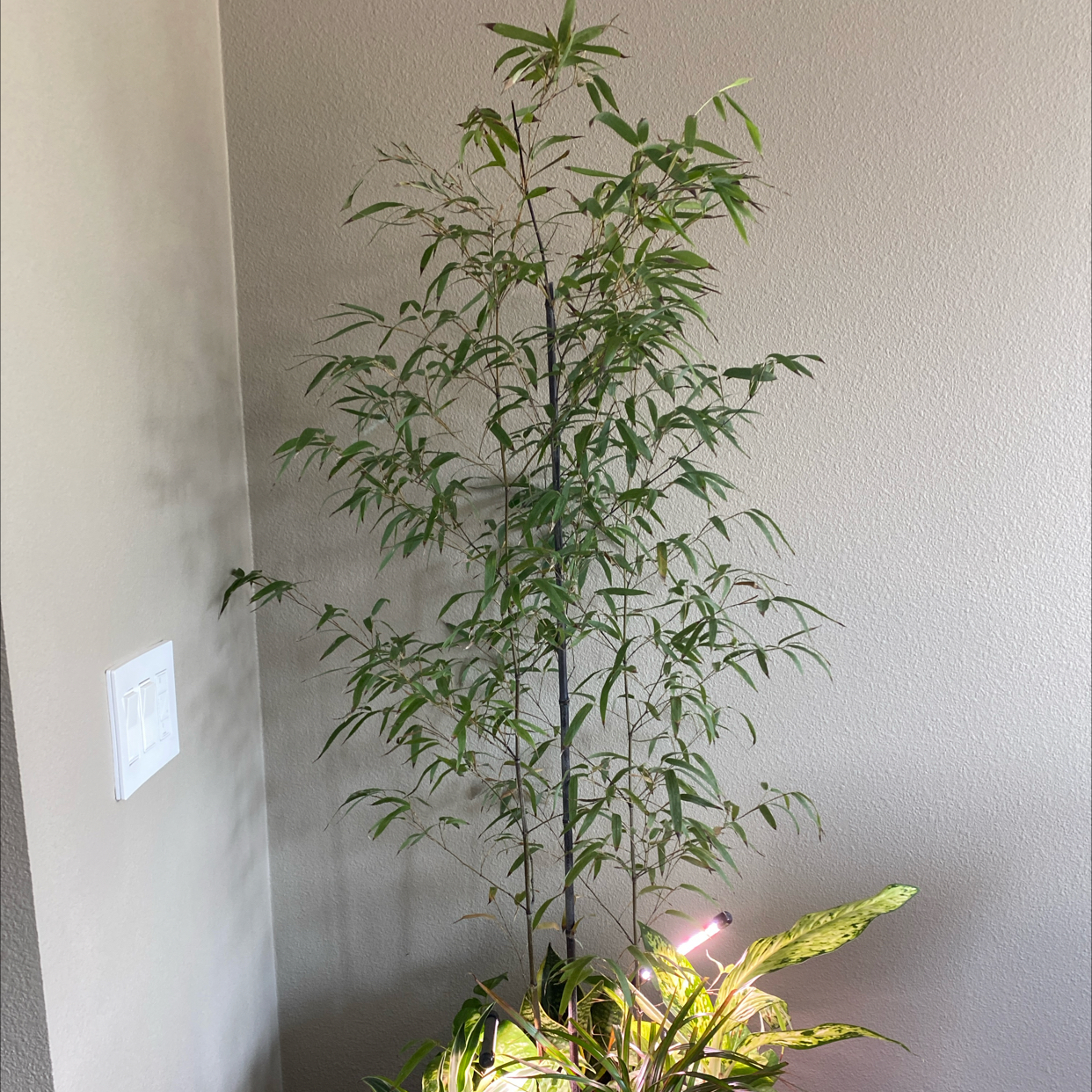 Photo of the plant species Black Bamboo by @QuickMelon79 named Aria on Greg, the plant care app