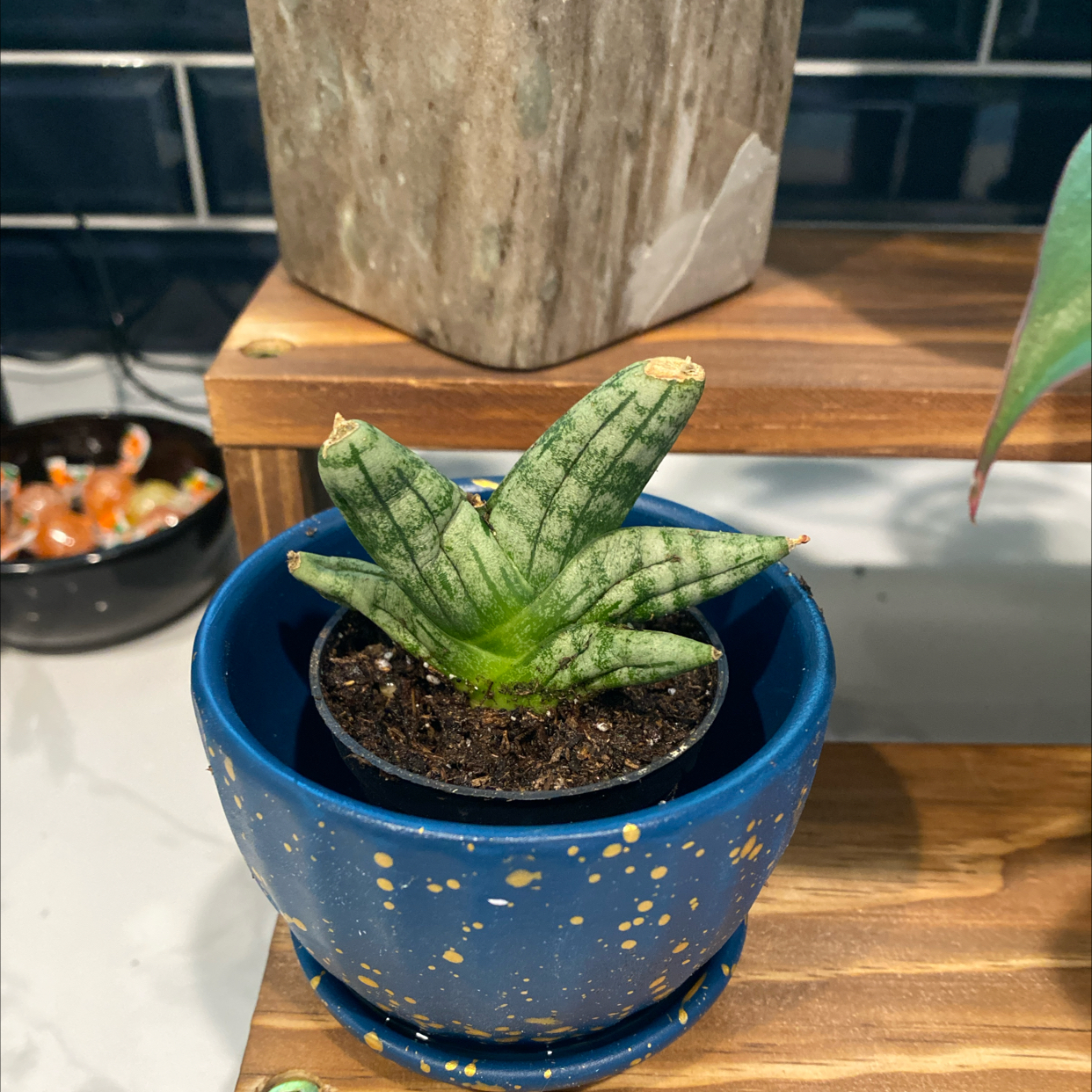 Photo of the plant species Sansevieria ‘Dwarf Boncel’ by @QuickMelon79 named Walt on Greg, the plant care app