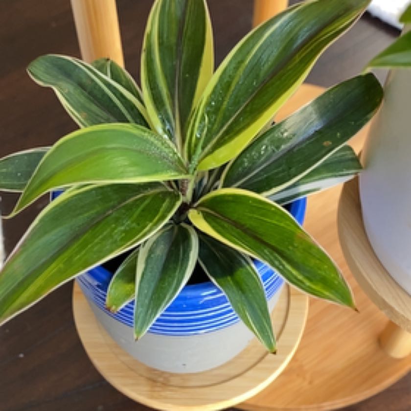 Photo of the plant species Mini Me Cordyline by @QuickMelon79 named Rosa on Greg, the plant care app
