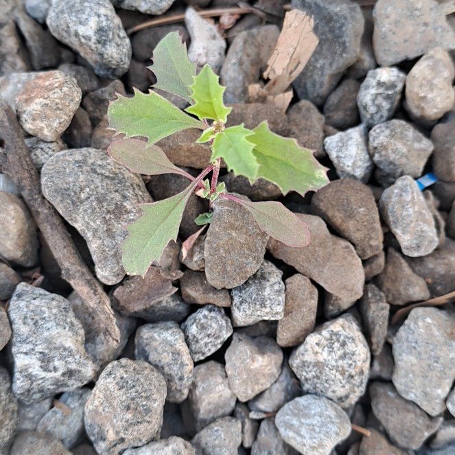 Photo of the plant species Lateflowering Goosefoot by @HeritorSedum9 named Bruce Lee on Greg, the plant care app