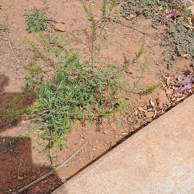 Photo of the plant species Kali tragus by @HeritorSedum9 named Kobe on Greg, the plant care app