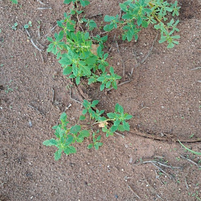 Photo of the plant species Prostrate Pigweed by @HeritorSedum9 named Tolkien on Greg, the plant care app