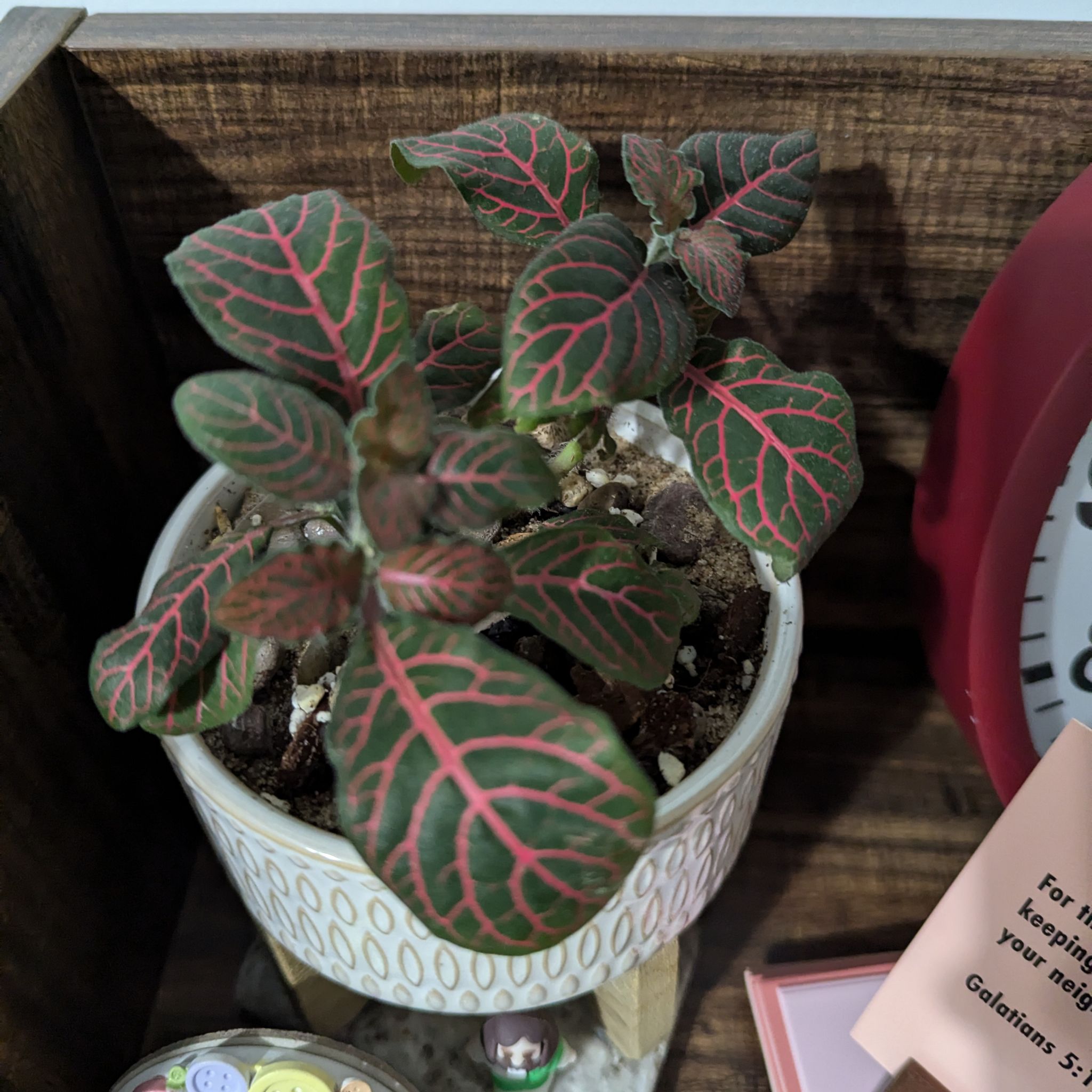 Photo of the plant species Nerve Plant by @KeepinTabs named Nervana on Greg, the plant care app