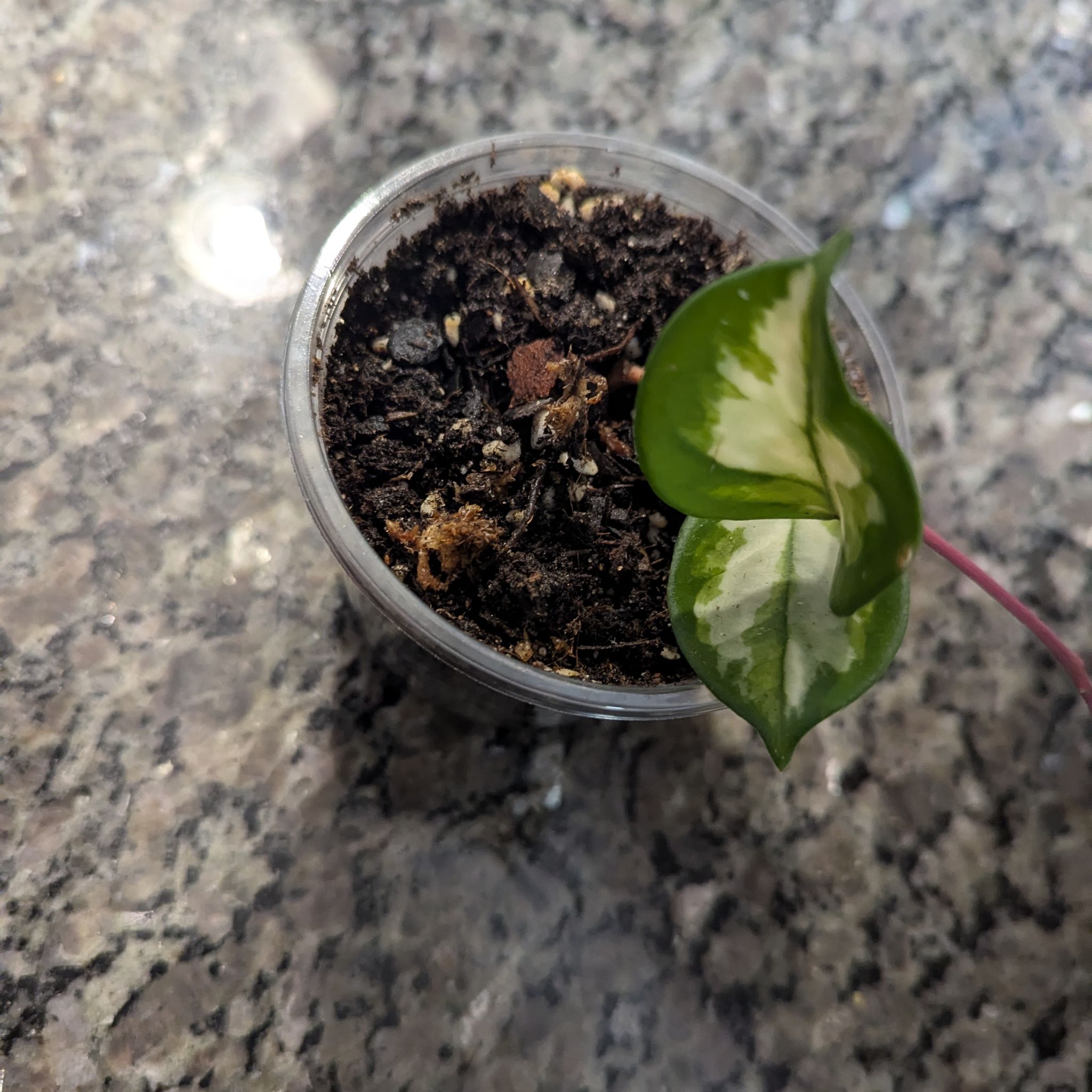 Photo of the plant species Wax plant by @KeepinTabs named Boxed Babe on Greg, the plant care app