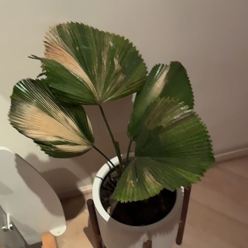 Photo of the plant species Ruffled Fan Palm by @AgileCalendula named Gaga on Greg, the plant care app
