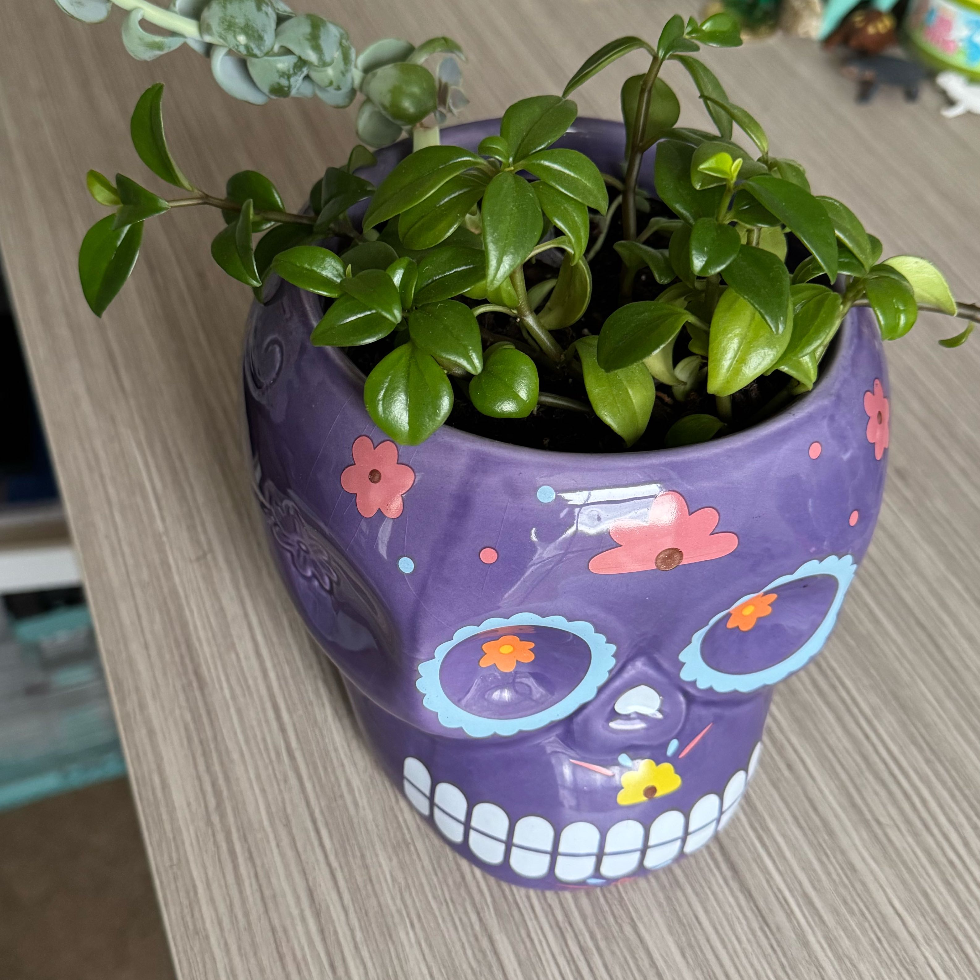 Photo of the plant species Peperomia glabella var. nudipetiolata by @ZippyLuronium82 named Robert Plant on Greg, the plant care app