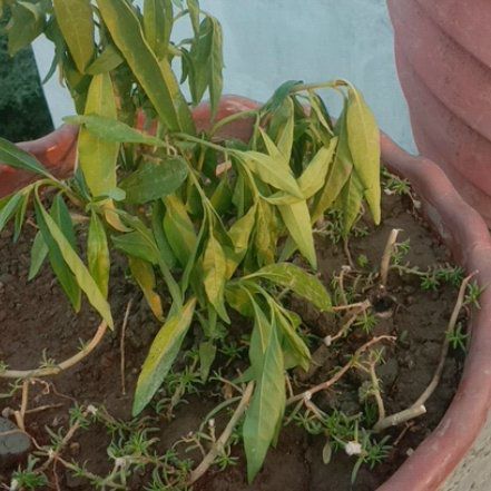 Photo of the plant species Creat by @FineEyelashcup named Fernie Mercury on Greg, the plant care app