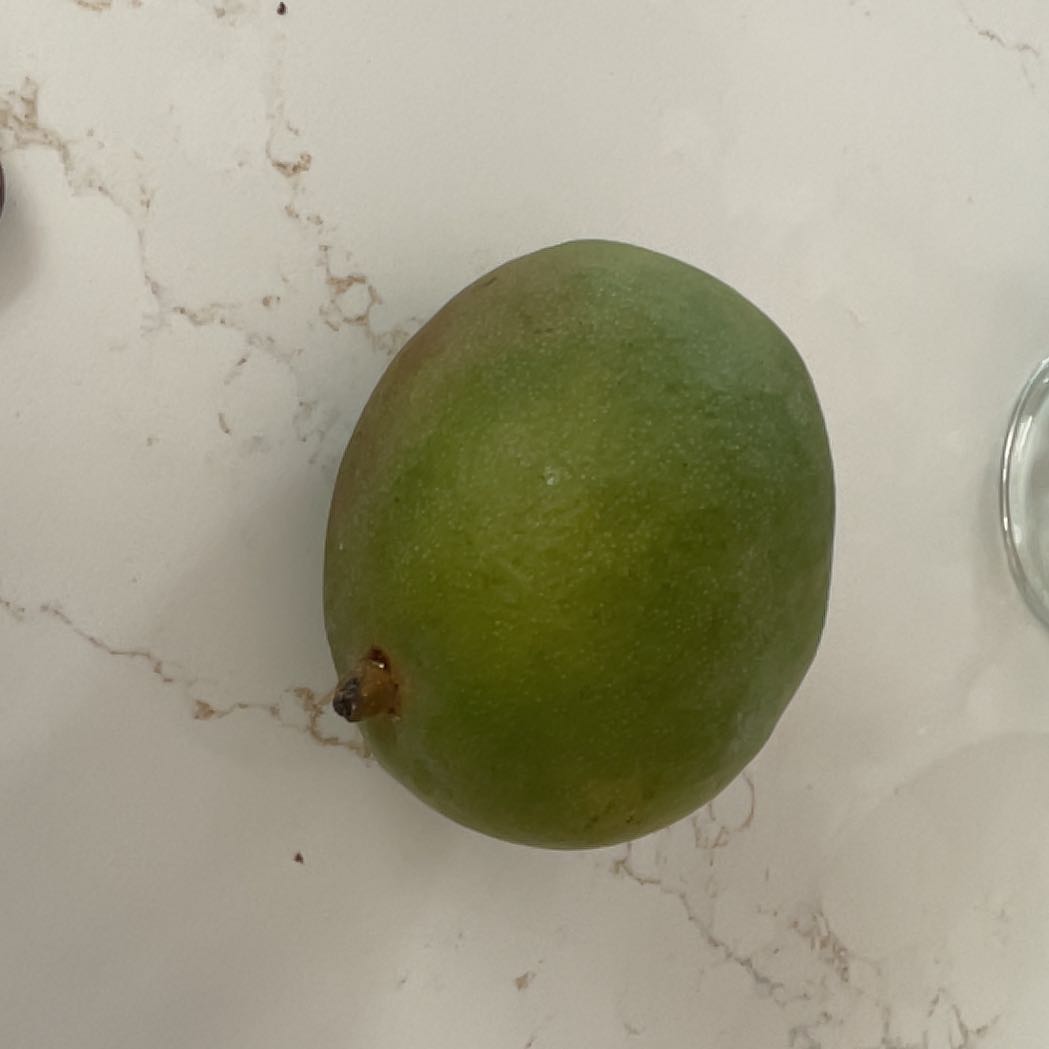 Photo of the plant species Calabash Tree by @ShapelyRedalder named Kardashian on Greg, the plant care app