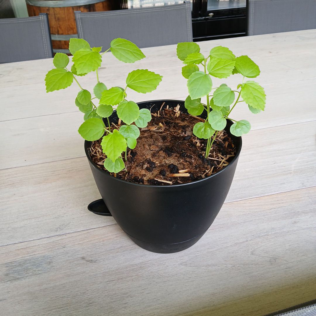 Photo of the plant species Brown Indianhemp by @JacksPlants named Jeremy on Greg, the plant care app